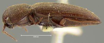 Media type: image;   Entomology 33776 Aspect: habitus lateral view